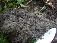 65 in dirt.webp