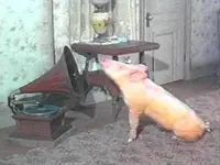 arnold1.webp