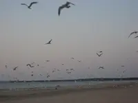 SEPT 22  AT BEACH 012.webp