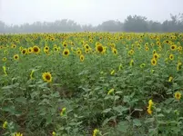 HPIM0316.webp