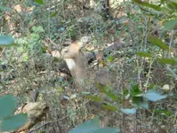 Doe01.webp Doe01.webp