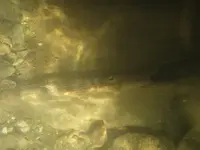 sluice2.webp