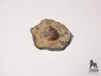 P1000603_WM.webp