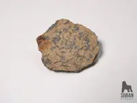 P1000605_WM.webp
