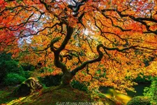 Tipical maple at low elevations.webp