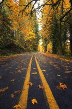 Tipical yellow color on Oregons mountain roads.jpg