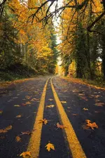 Tipical yellow color on Oregons mountain roads.webp