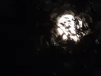 DSCN5175.webp