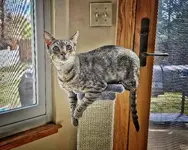 Benny2.webp