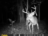 odd rack.webp