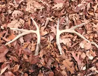 dec 2023 antlers.webp