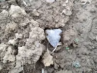 Arrowhead.webp