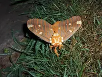 moth.webp