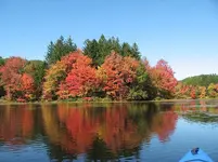 l4.webp