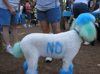 poodle.webp