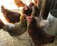 chickens.webp