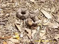 copperhead.webp