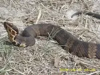 cottonmouth.webp