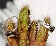 Silver rings cactus sm 7oct.webp