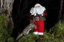 CHRISTMASPEANUTS2PNG.webp