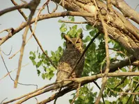 owl 2.webp