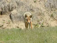 coyote 053117 1.webp