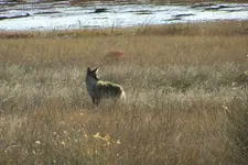 field coyote.webp