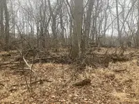 cellar hole.webp