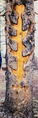 Tree.webp