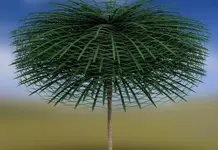 fossil-tree.webp