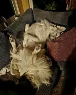 20240204_054516.webp