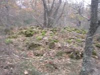 stones 1.webp