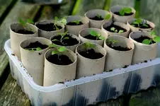 ToiletPaperSeedlings.webp