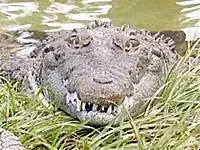 gatorland_Crocodile.webp