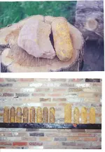shells3.webp