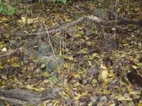 bottle dump 009 (824 x 618).webp