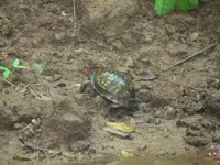 Turtlesm.webp