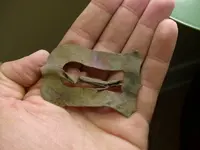 Buckle Reverse.webp
