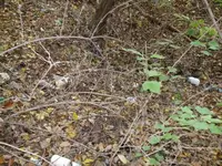bottle dump 010 (824 x 618).webp bottle dump 010 (824 x 618).webp