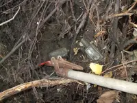 bottle dump 005 (824 x 618).webp