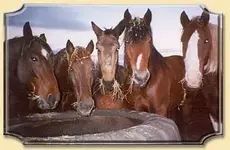 horses.webp