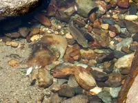 2 perch in mariposa creek.webp