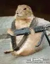 MachineGunSquirrle.webp