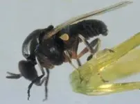 Buffalo Gnats.webp