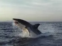 shark-helicopter2.webp