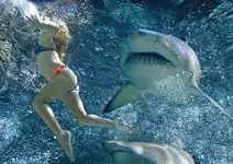 12girl-sharks-section.webp