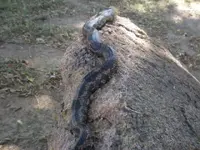 snake4.webp