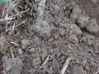 1IH in dirt.webp