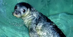 Monk seal1_0.webp