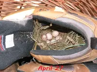 Boot Babies 01.webp